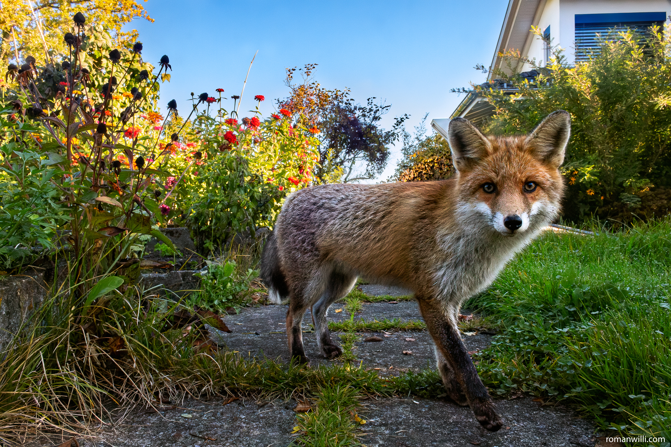Fuchs im Garten schaut in die Kamera.