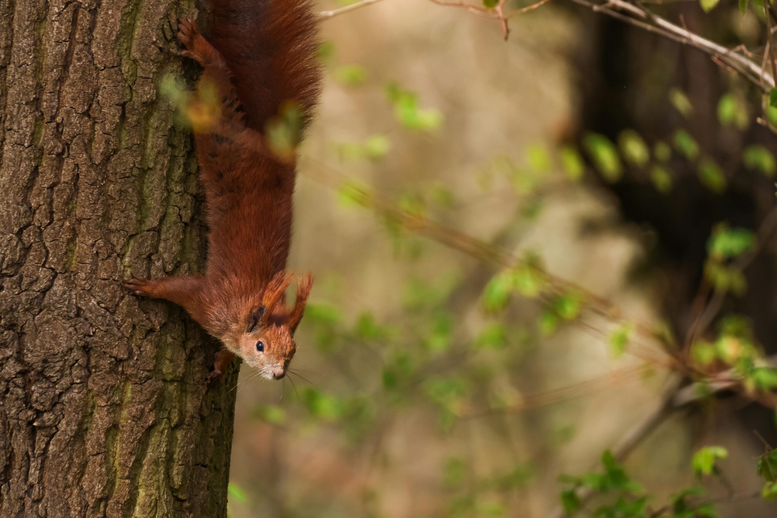 Eichhörnchen im Wald